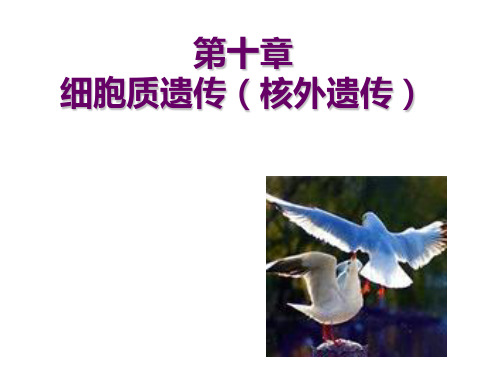第10章细胞质遗传核外遗传ppt课件