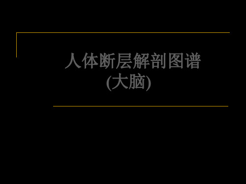 人体断层解剖图谱(大脑)PPT课件