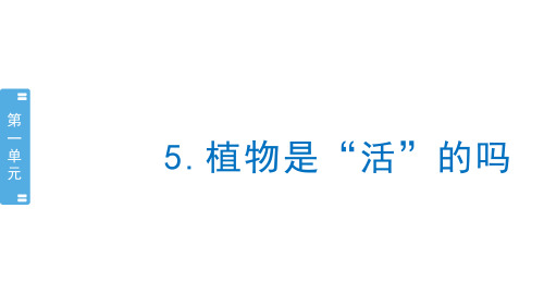 教科版科学一年级上册1.5《植物是“活”的吗》课件