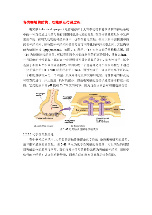 各类突触的结构、功能以及传递过程