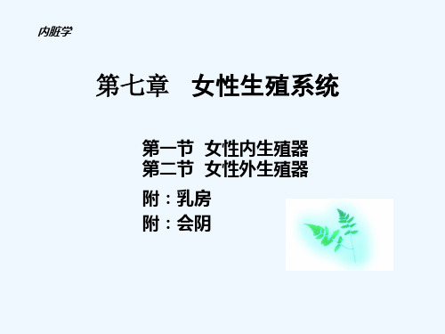 人体解剖学之内脏学-第七章-女性生殖系统-课件-PPT