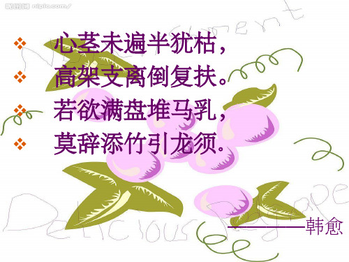 蔬菜水果之葡萄 ppt