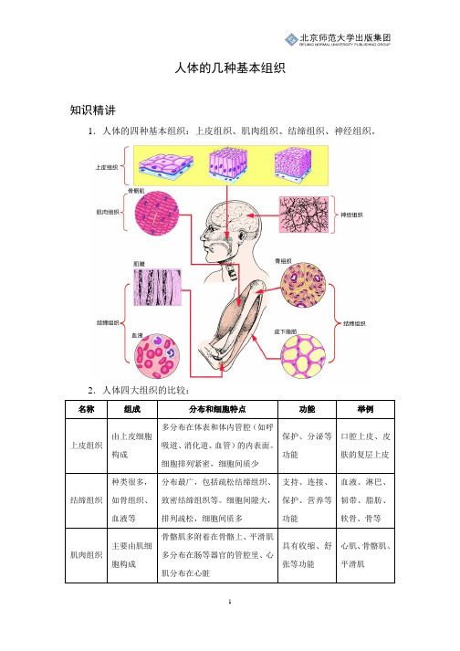 初中生物知识讲解：人体的几种基本组织