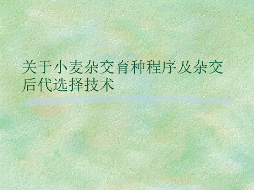 关于小麦杂交育种程序及杂交后代选择技术课件