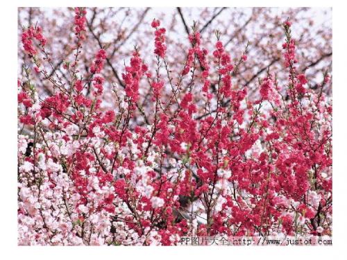 (上课用)17课桃花源记(第一教时)1