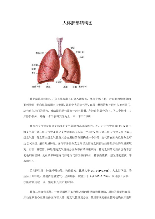 人体肺部结构图