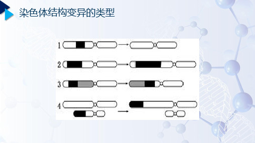 遗传学_ 染色体畸变_