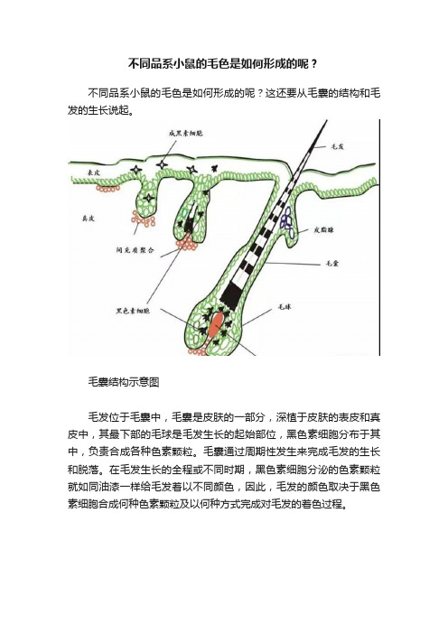 不同品系小鼠的毛色是如何形成的呢？