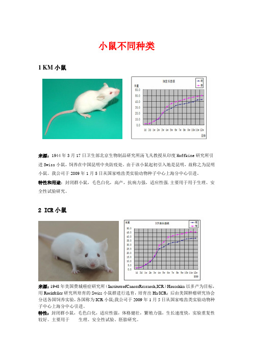 小鼠不同种类