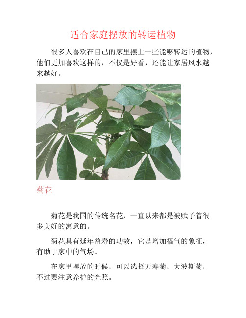 适合家庭摆放的转运植物