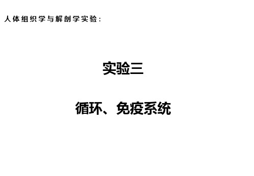 《人体组织学与解剖学》实验课件:实验三