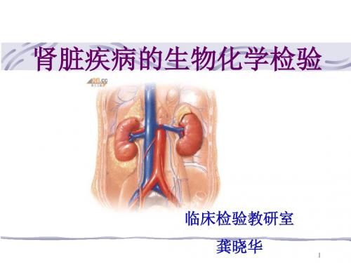 肾脏疾病的生物化学检验