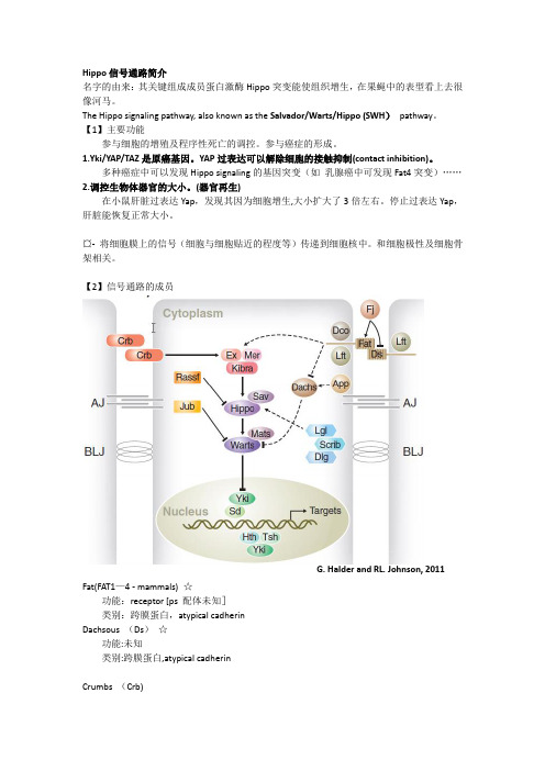 Hippo信号通路简介