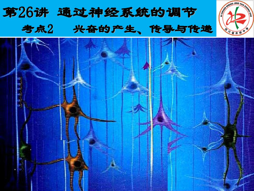 [优选]《兴奋的产生、传导与传递》高三生物高考一轮复习优质PPT课件