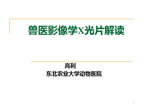 兽医影像学X光片解读ppt课件