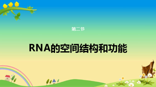 优秀本科课件《生物化学与分子生物学第九版》：第二章  第三节  RNA结构与功能