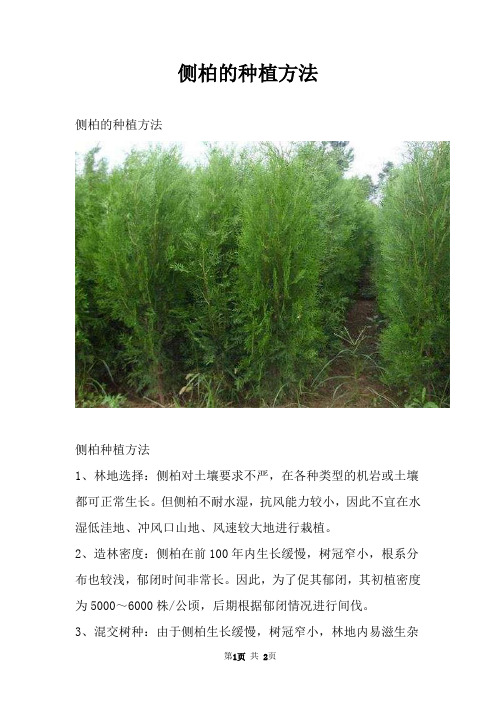 侧柏的种植方法