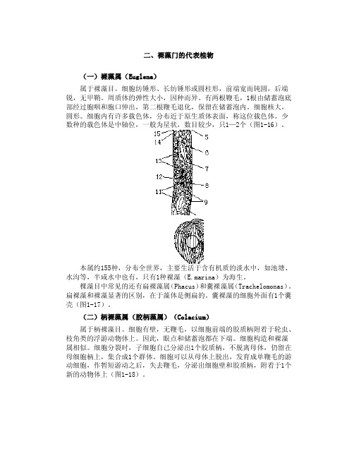 二、裸藻门的代表植物