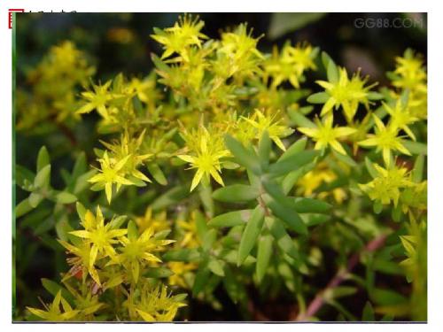 【精品课件二】第一节 藻类、苔藓和蕨类植物N