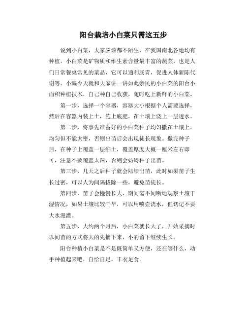 阳台栽培小白菜只需这五步