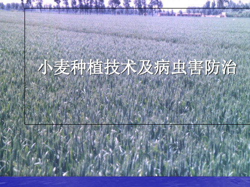 冬小麦种植技术及病虫害防治-PPT课件