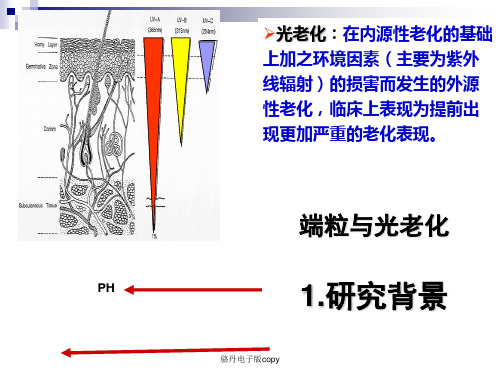 骆丹电子版copy课件.ppt