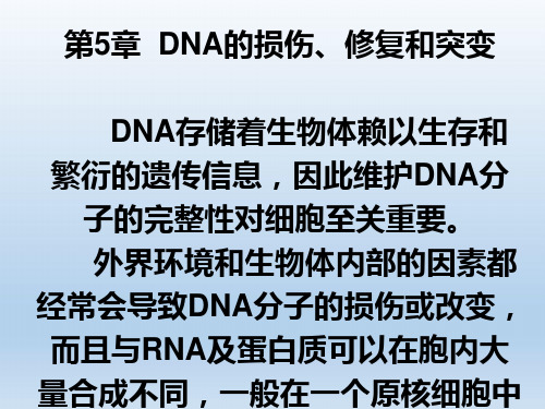 DNA的损伤、修复和突变【PPT】