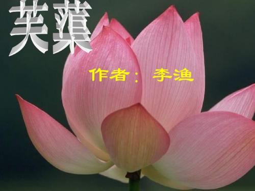芙蕖PPT5 北师大版 (共17张PPT)