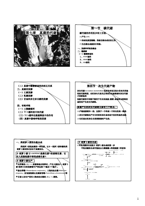 7-真菌的代谢