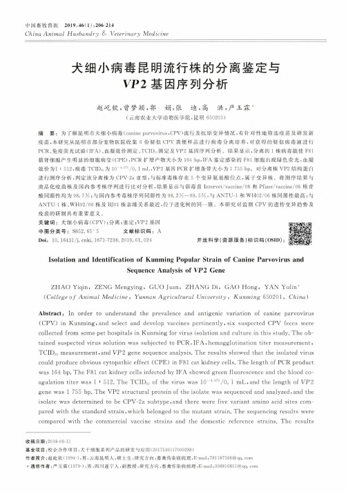 犬细小病毒昆明流行株的分离鉴定与VP2基因序列分析