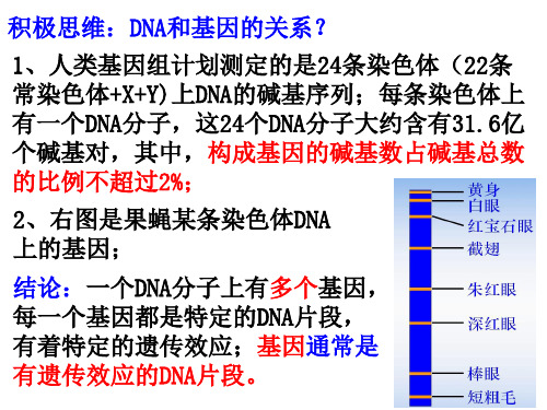 2.3遗传信息控制生物的性状课件-高一下学期生物必修2