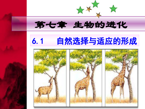 (新教材)2020人教版高一生物必修二：6.1 自然选择与适应的形成课件