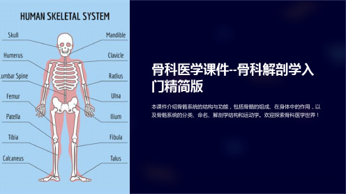 骨科医学课件--骨科解剖学入门精简版