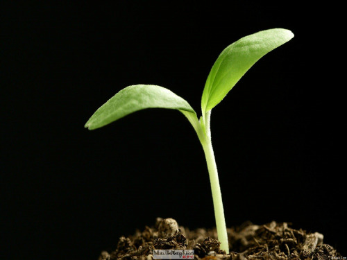 人教版种子植物(第一课时)公开课