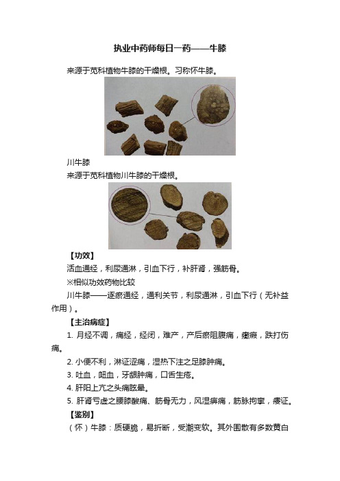 执业中药师每日一药——牛膝