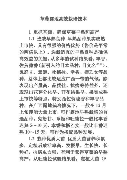 草莓露地高效栽培技术