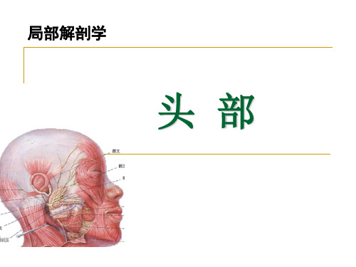 头部局部解剖