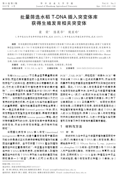 批量筛选水稻T-DNA插入突变体库获得生殖发育相关突变体