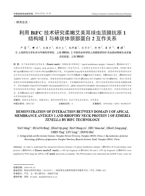 利用BiFC技术研究柔嫩艾美耳球虫顶膜抗原1结构域Ⅰ与棒状体颈部蛋