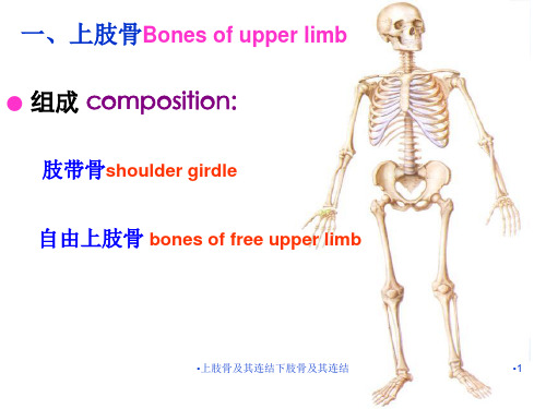 上肢骨及其连结下肢骨及其连结课件