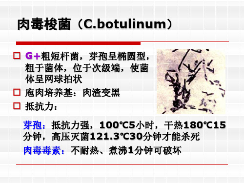 16肉毒梭菌