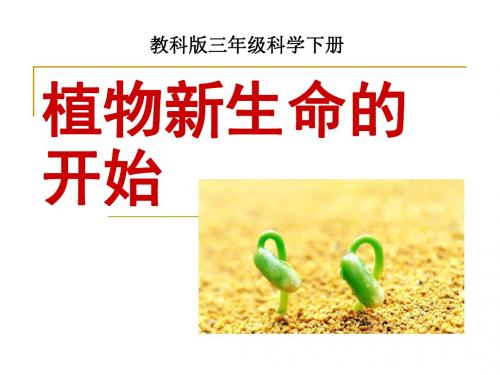 《植物新生命的开始》植物的生长变化PPT课件3