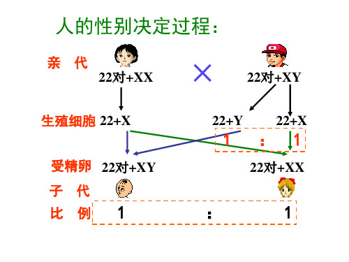 苏教版生物八下22.4《遗传病和优生优育》 课件(共28张PPT)