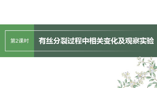 2024届高考一轮复习生物课件(新教材人教版苏冀)：有丝分裂过程中相关变化及观察实验