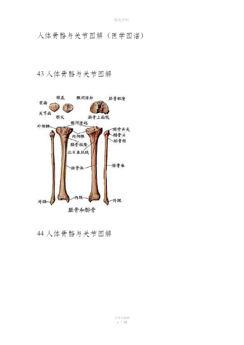 人体骨骼与关节图解