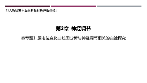 22人教版高中生物新教材选择性必修1--微专题1 膜电位变化曲线图分析与神经调节相关的实验探究