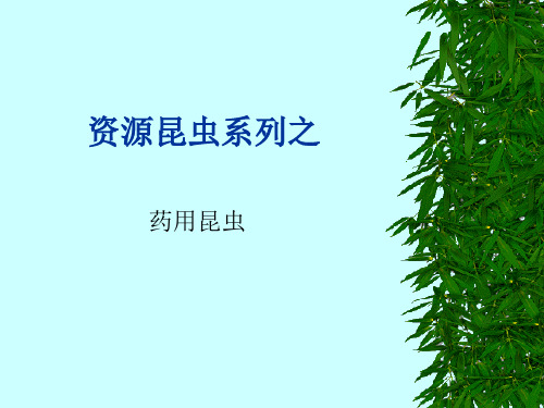 药用昆虫