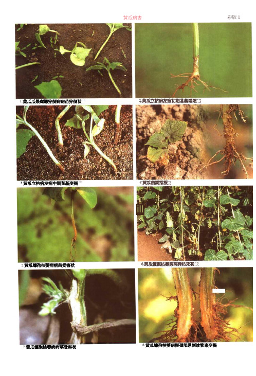 中果蔬菜病虫害图鉴大全