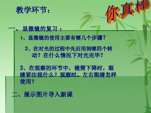 观察植物细胞的结构课件(共24张PPT)