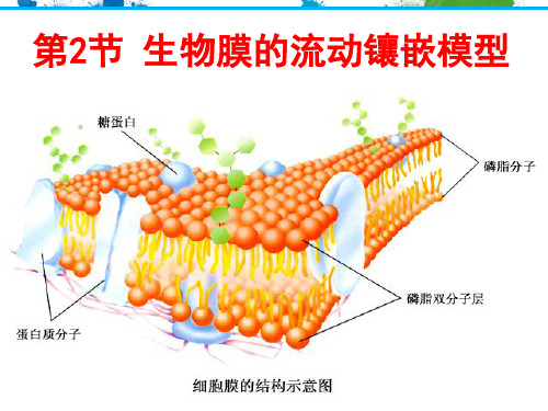 高中生物课件-4.2生物膜的流动镶嵌模型